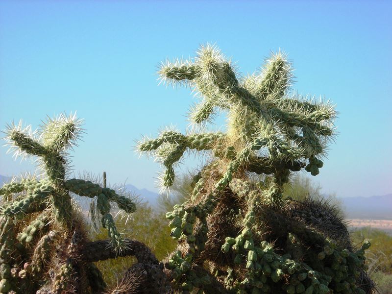 Cactus - Seguaro Park
